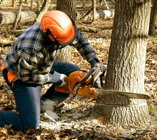 Tree Removal in Wilburton, OK